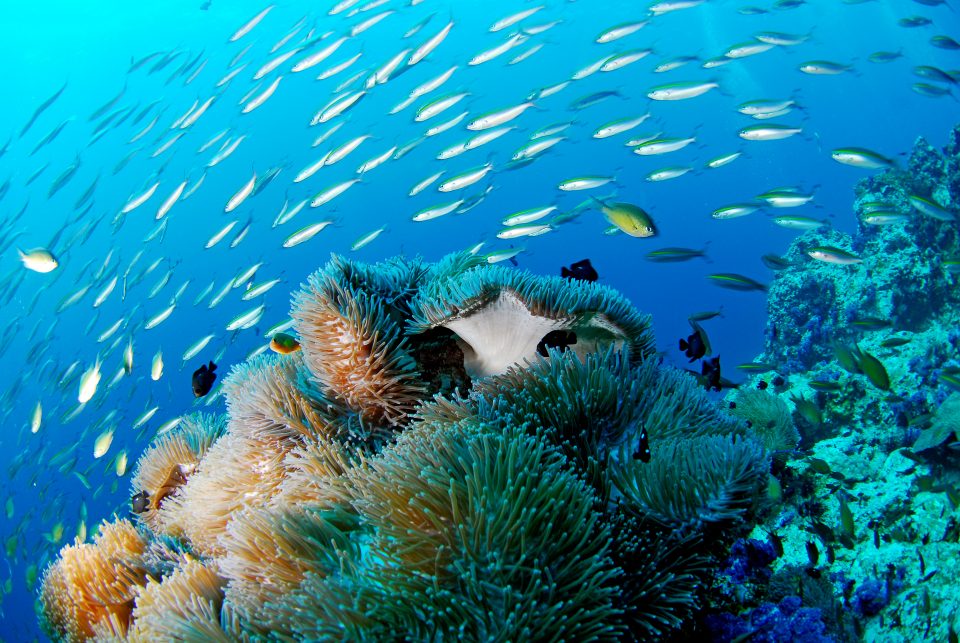 Fish and a coral reef