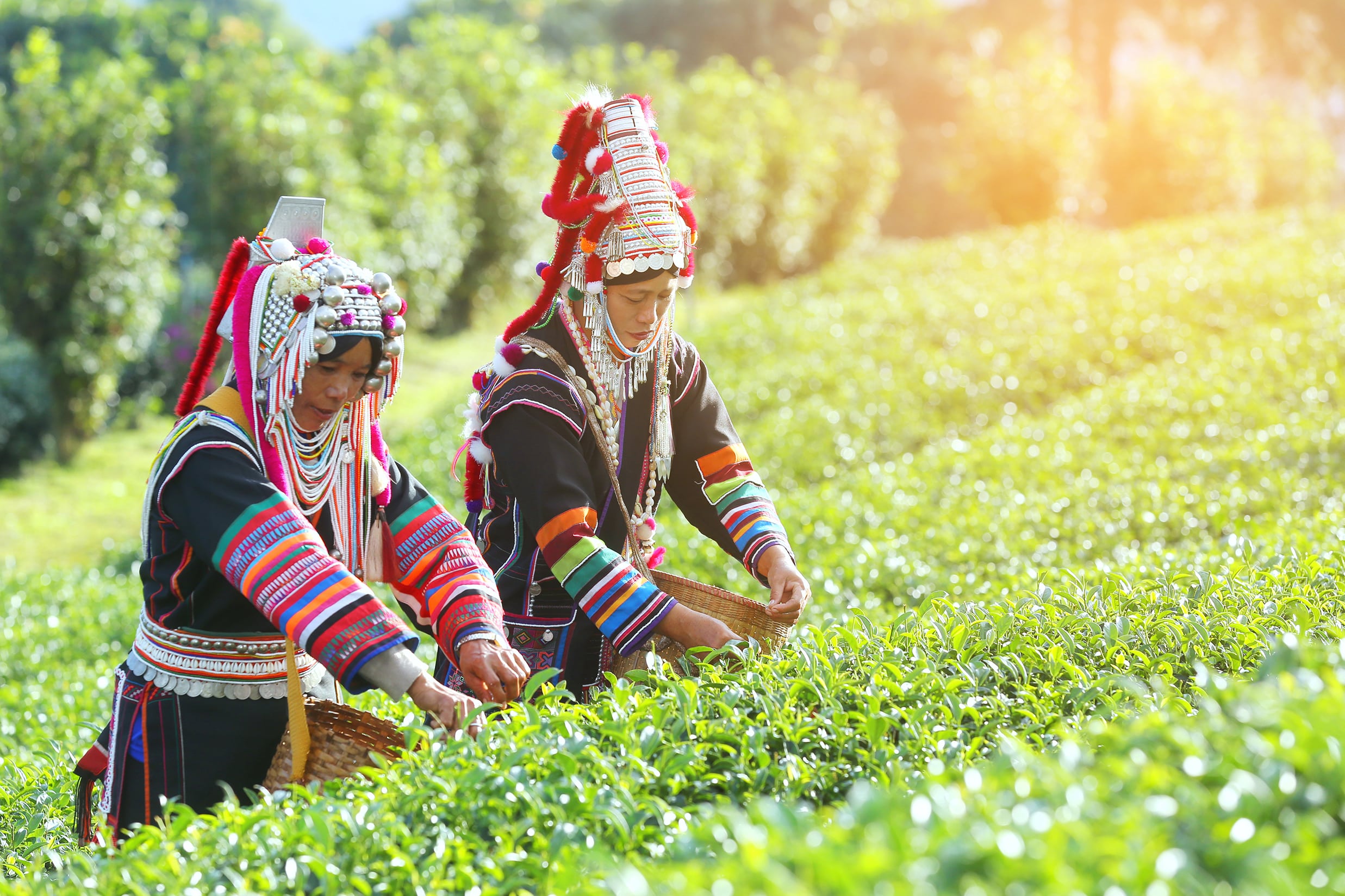 Two women working in a field in traditional dress