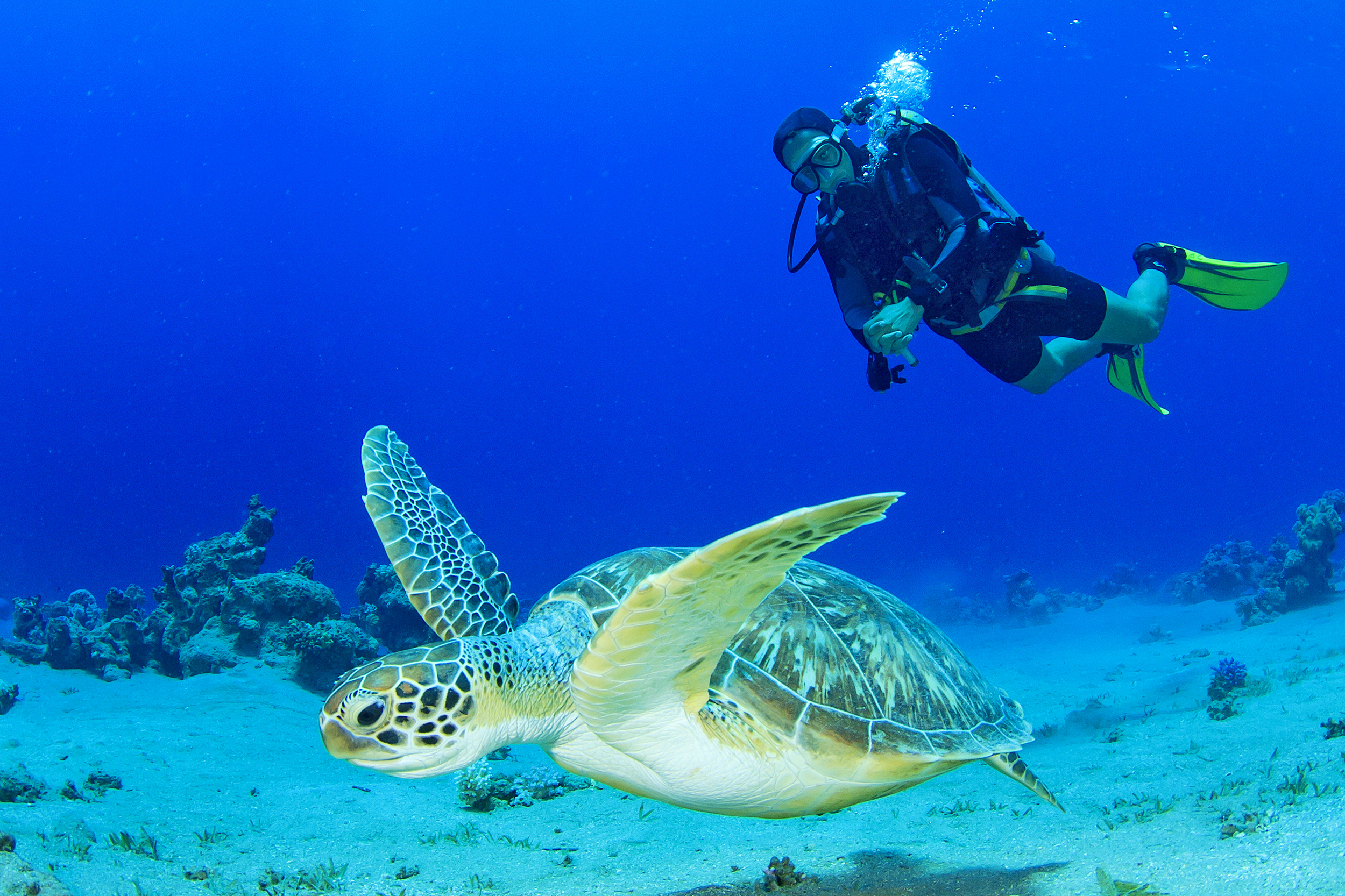 A diver swims next to a turtle