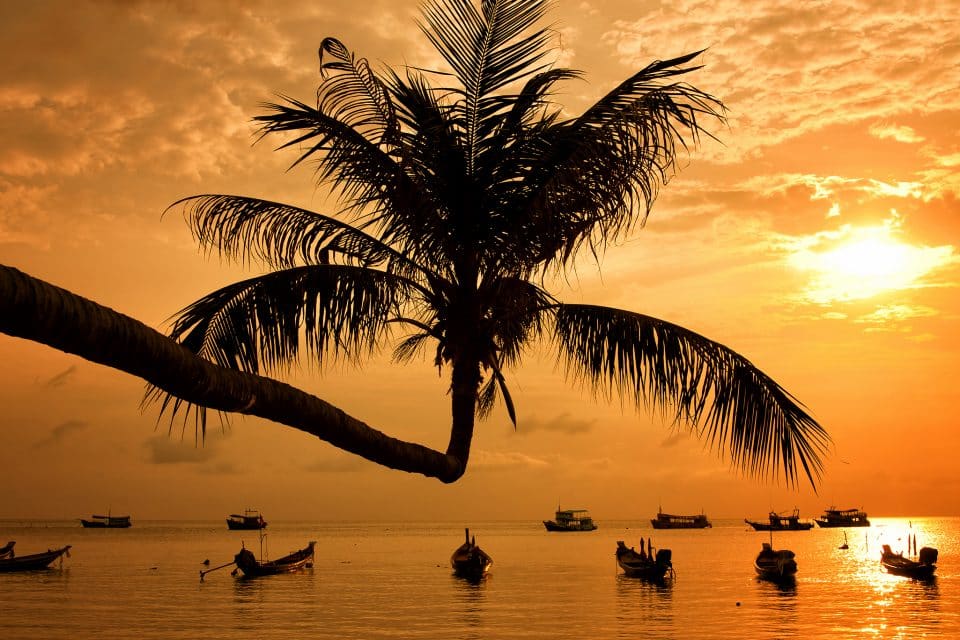 Palm tree and boats moored in the sea at sunset