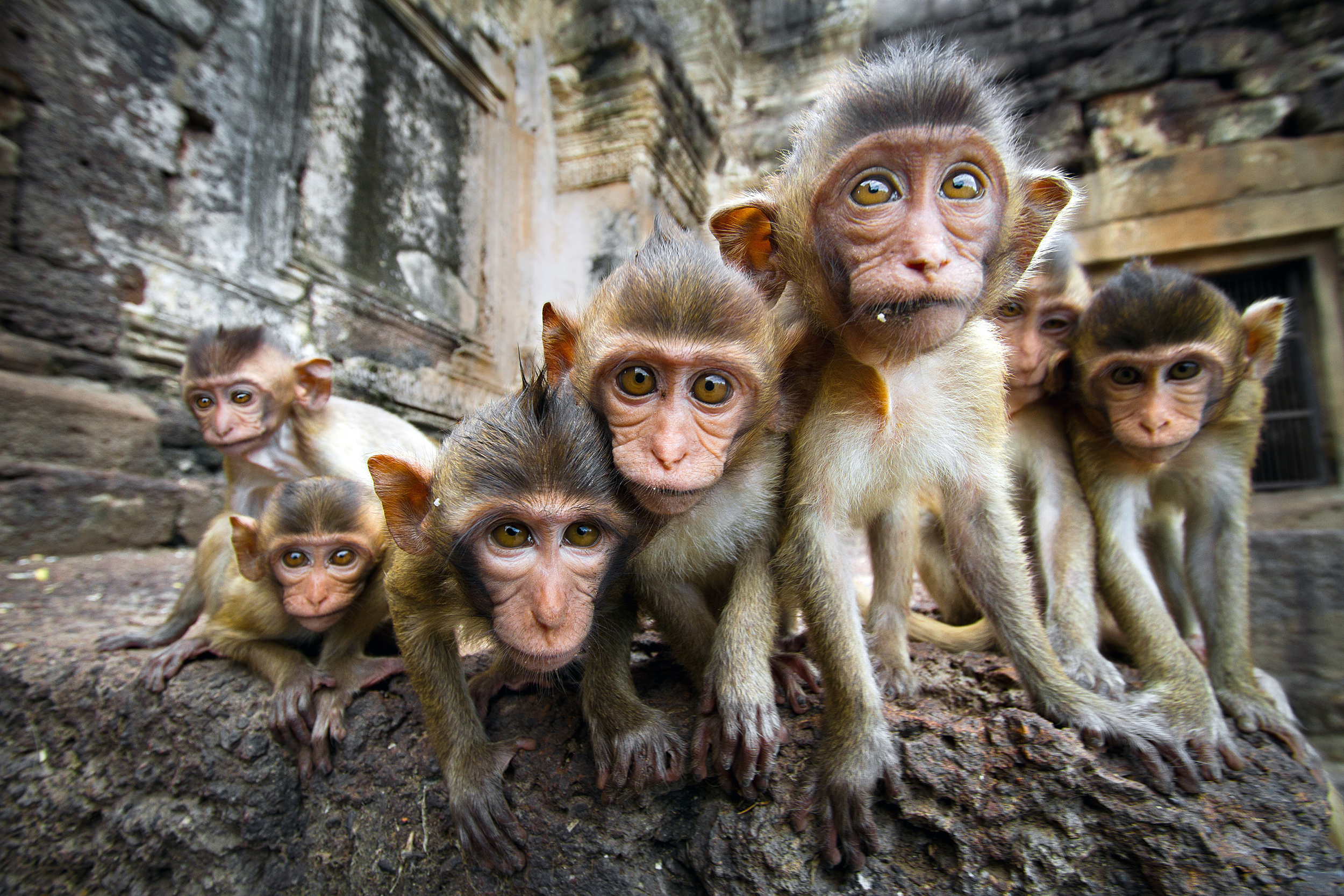 Close up of a group of monkeys