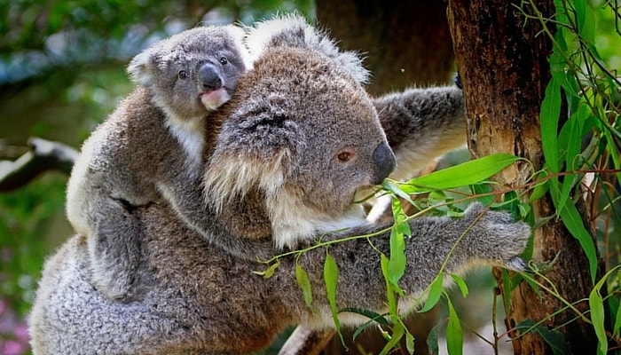 koala, australia