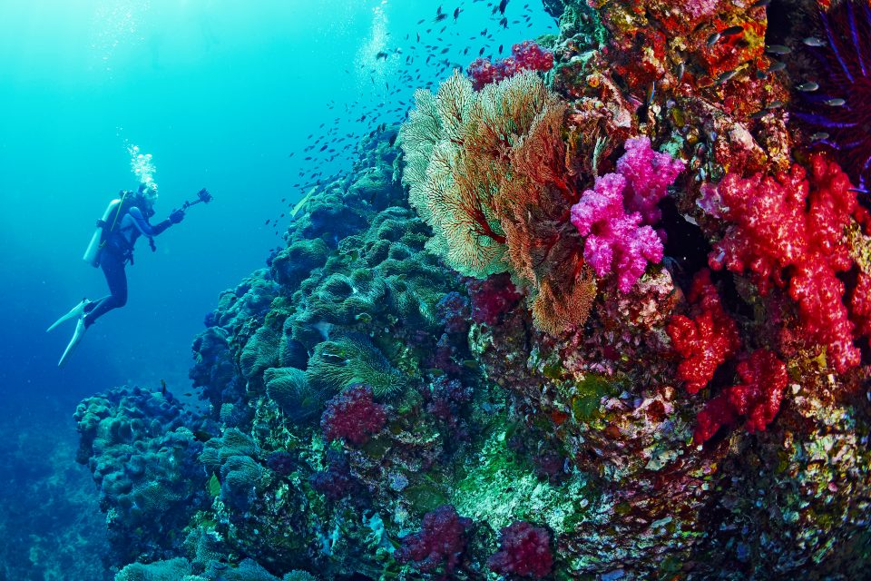 Diver and coral reef, Thailand