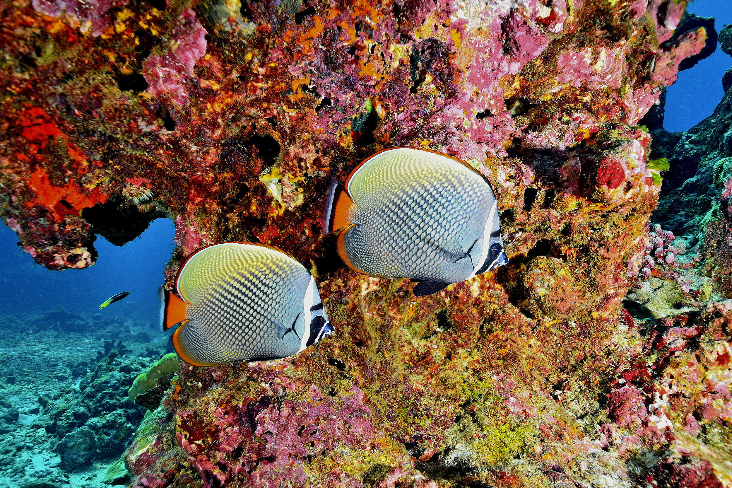 Fish and coral at the Similan Islands, Thailand