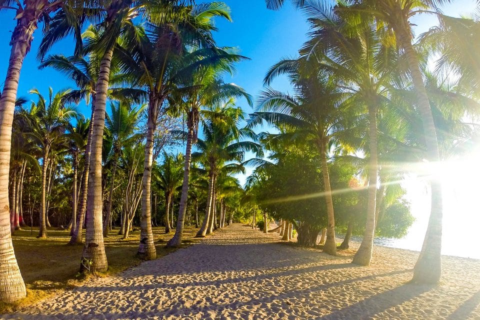 A beach lined with palm trees