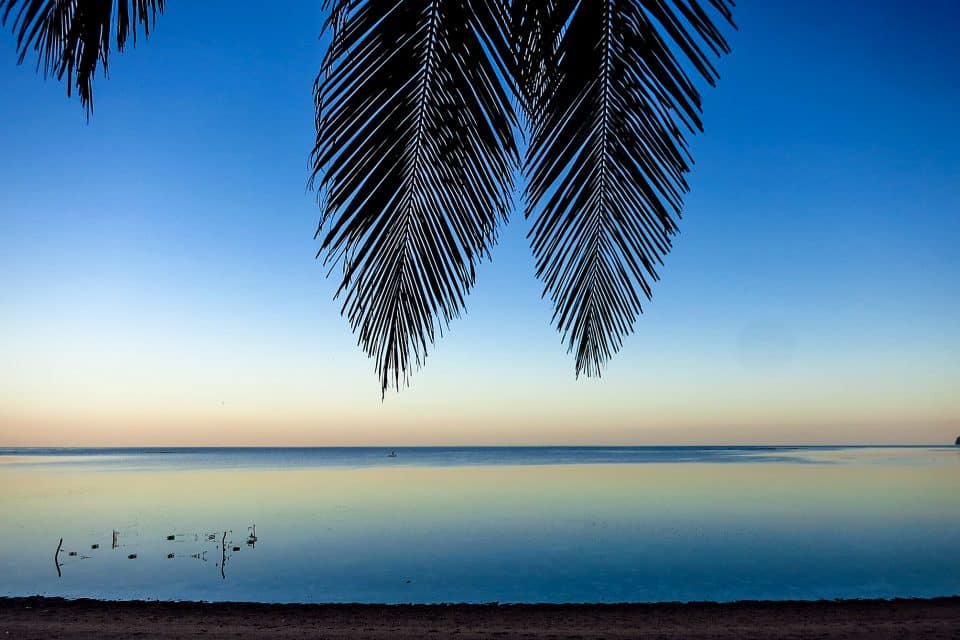 The sea, beach and a palm tree