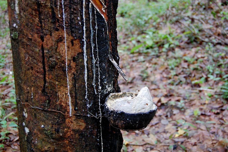 Close up of a pot collecting tree sap