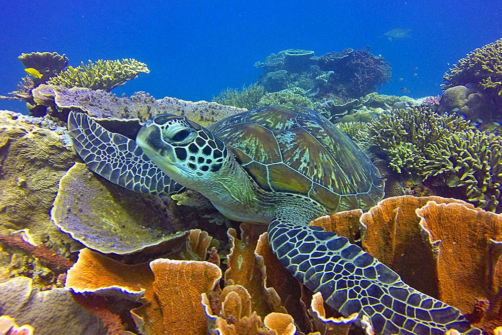 A turtle swimming through a tropical reef in the Komodo Islands