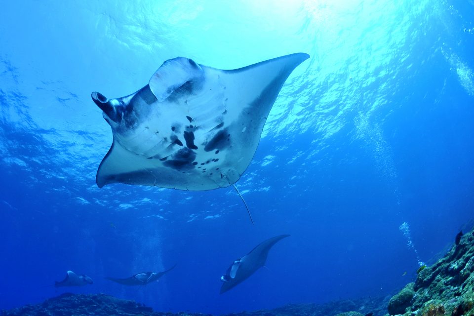 Upwards view of manta rays in blue waters