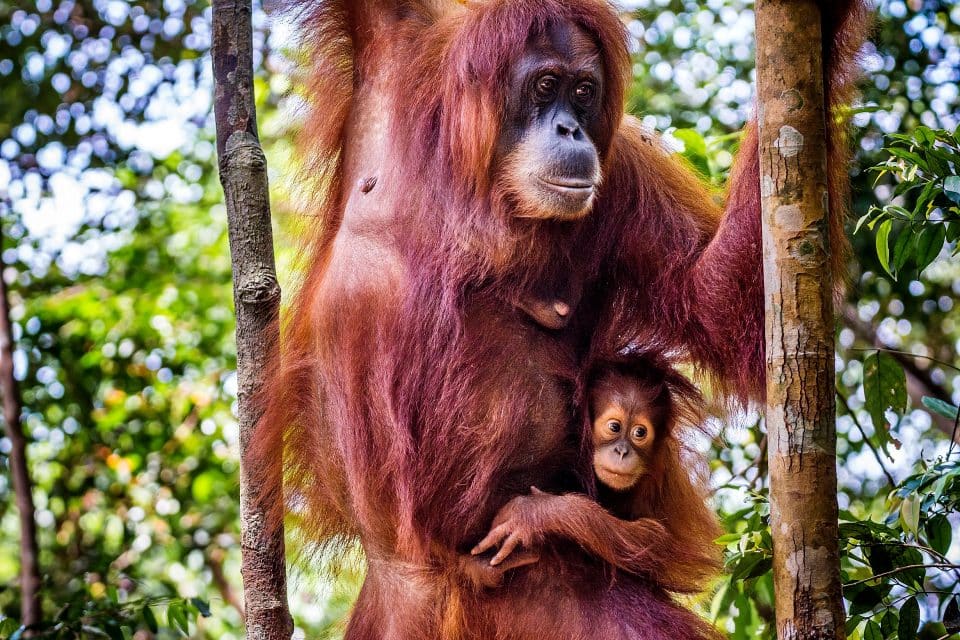 An orangutan and its baby