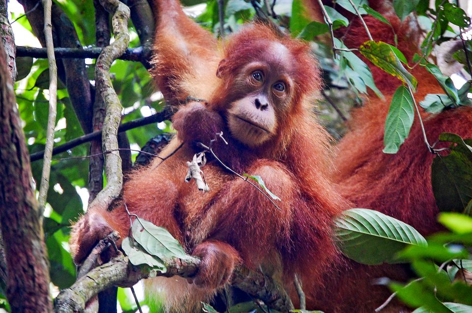 A baby orangutan sitting on a branch