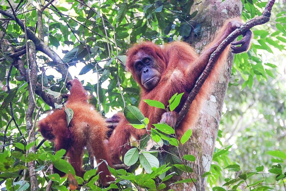Orangutans sitting in a tree