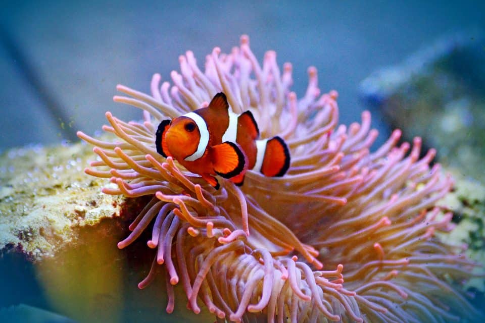 A clown fish in anemones