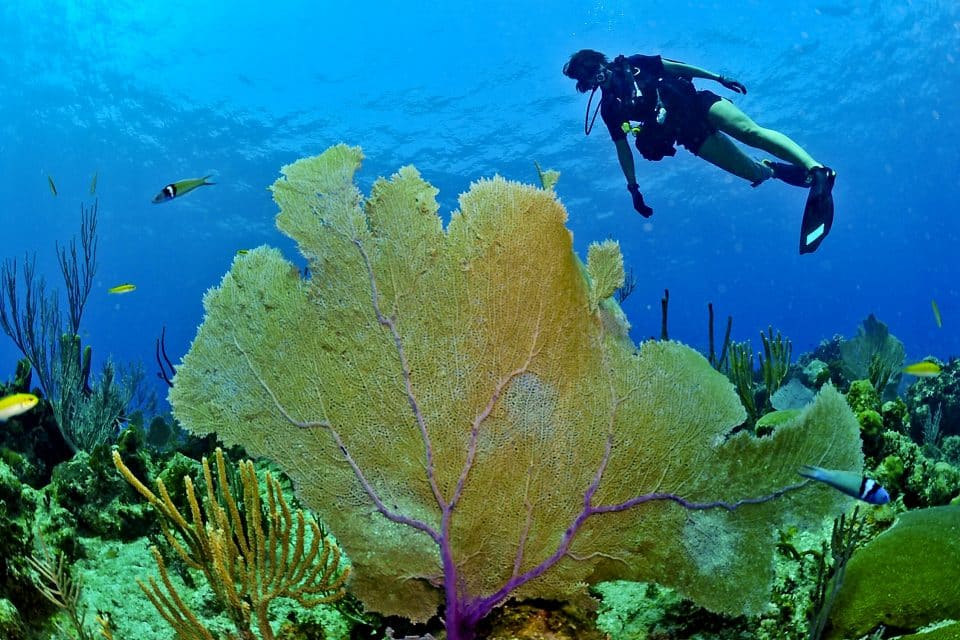 A diver swimming over a reef