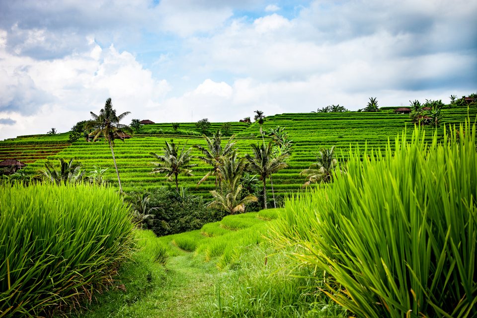 印尼的綠色梯田