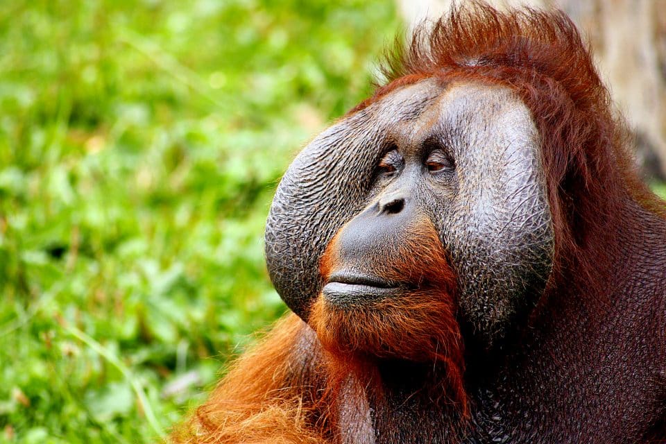 A close up of an orangutan's face