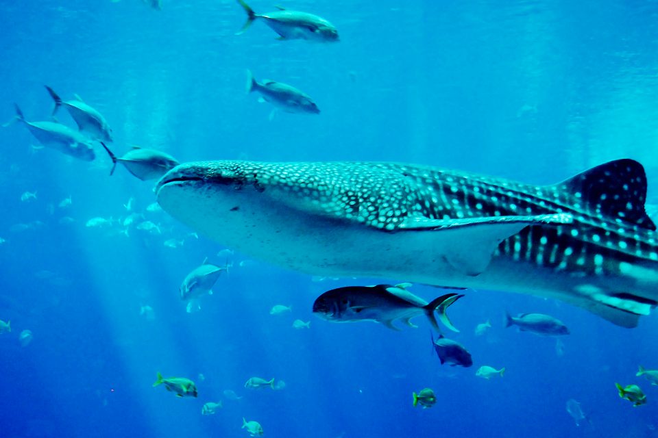 A whale shark swimming with schools of fish