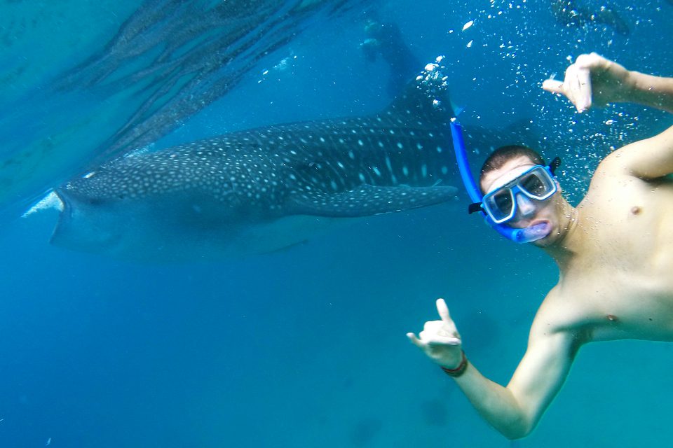 A male snorkeler posing next to a whale shark