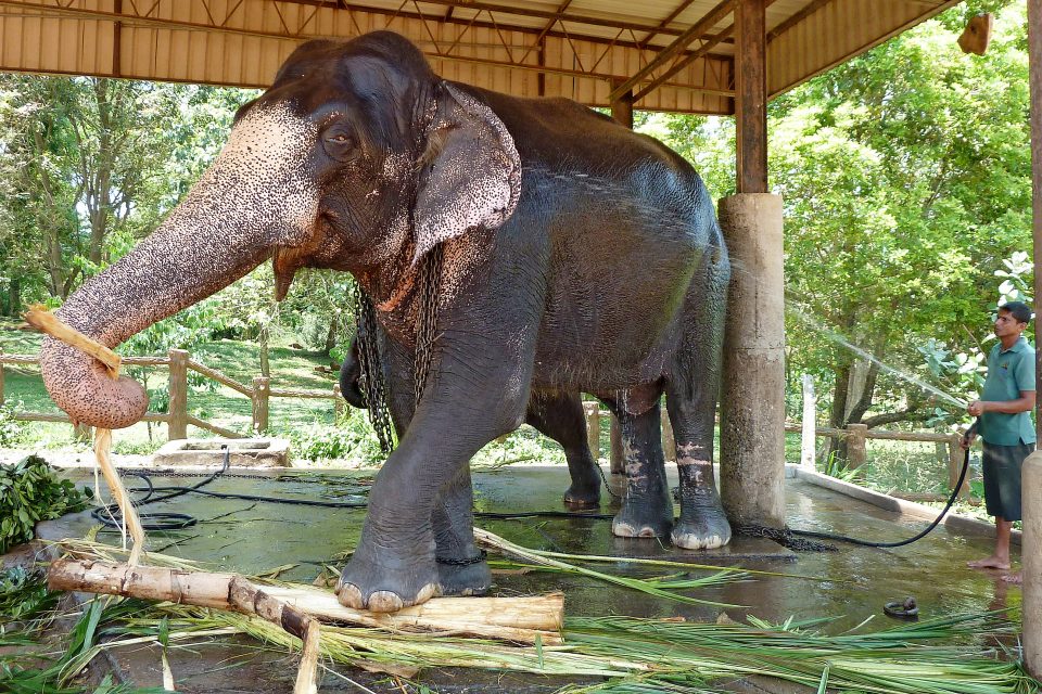 An elephant being washed