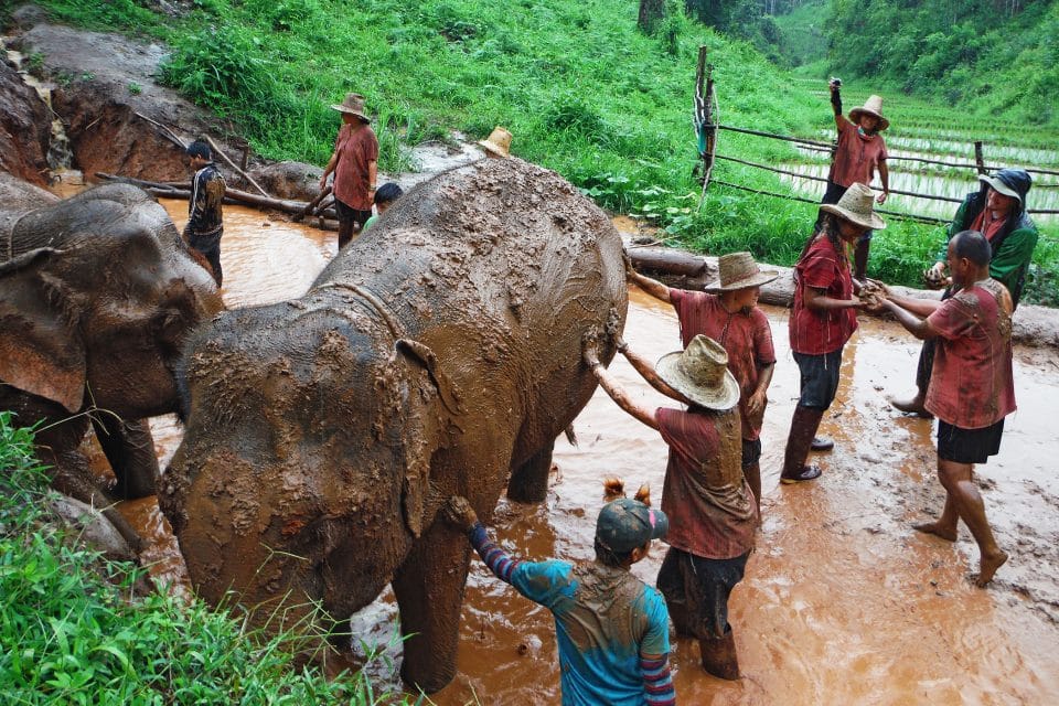 Elephants having a mud bath