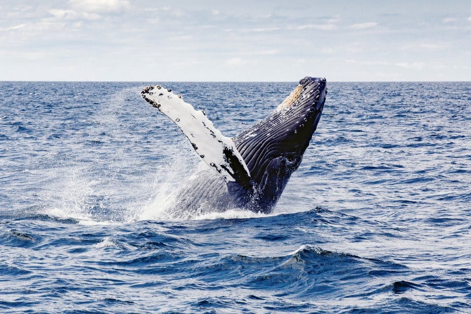 whales humpback