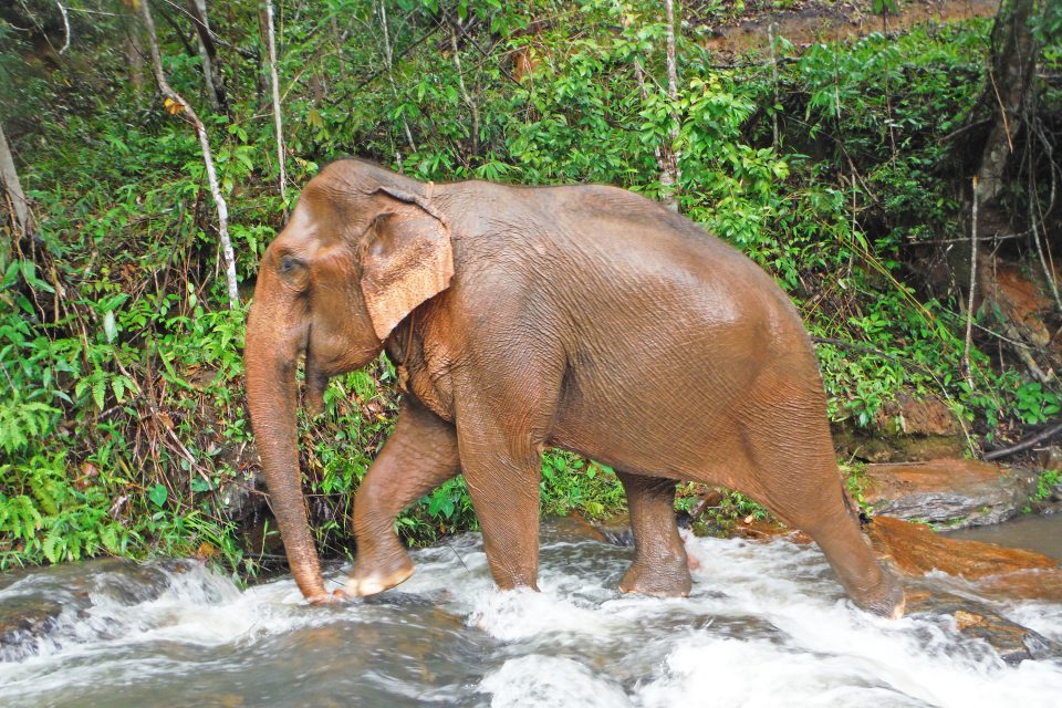 karen experience elephant nature park