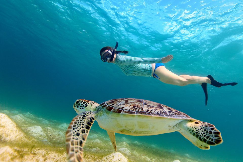 snorkeling underwater asia turtle