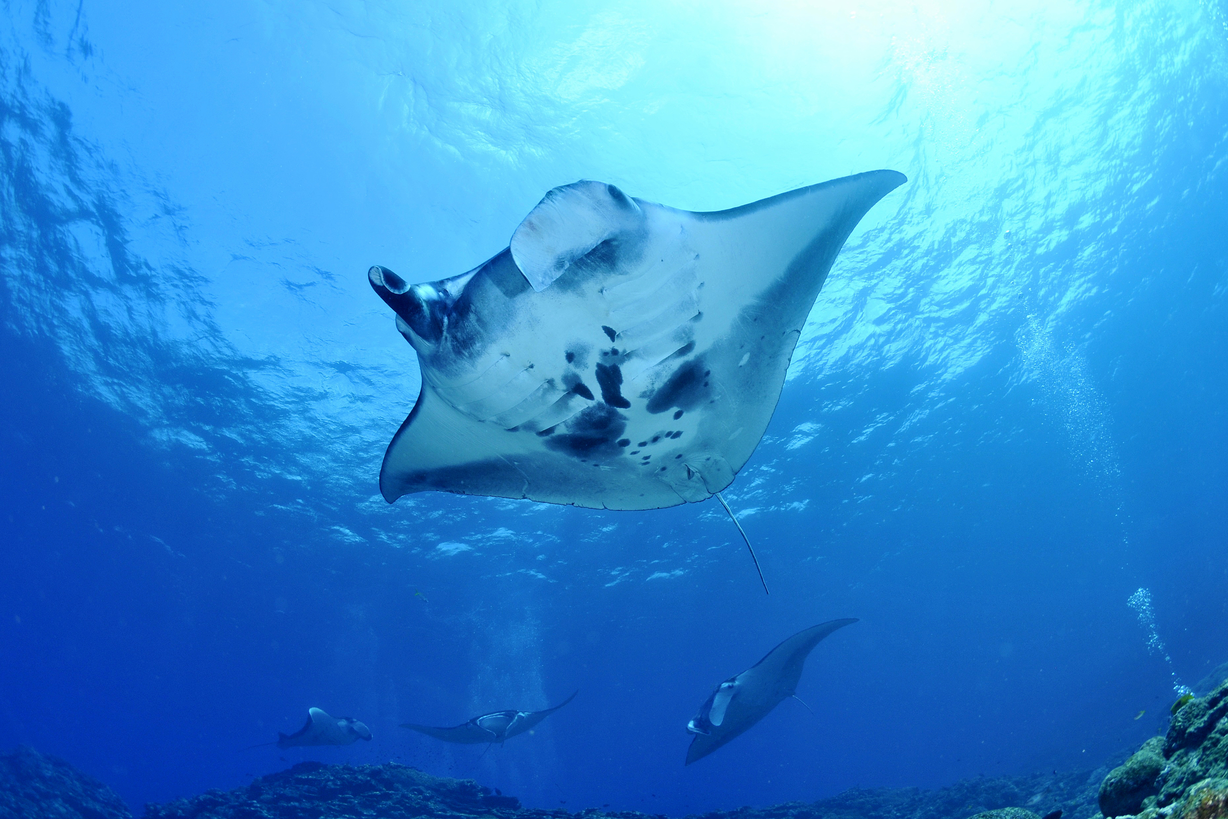 manta rays komodo national park