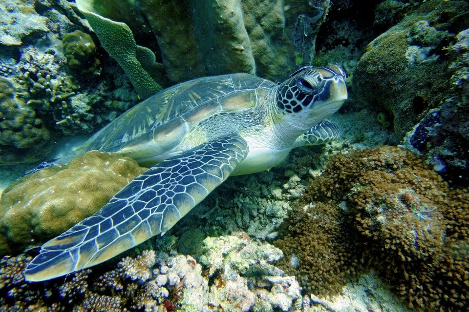 tabbataha reef turtles
