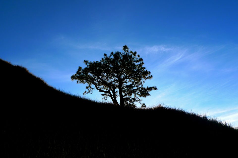 A silhouette of a tree on the mountain