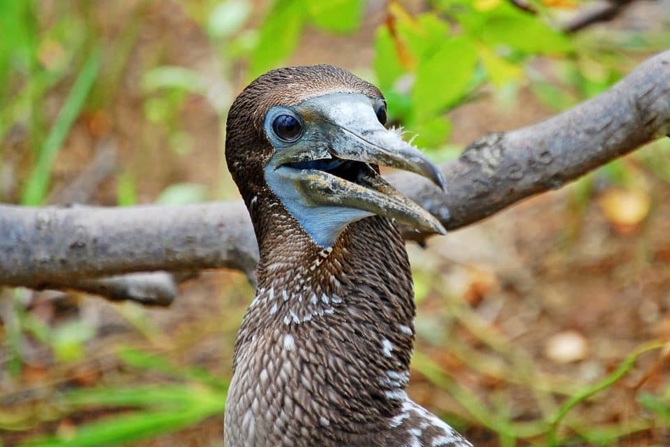 Close up of blue-footed booby bird's face