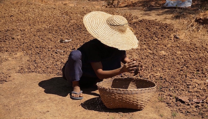 myanmar farmer