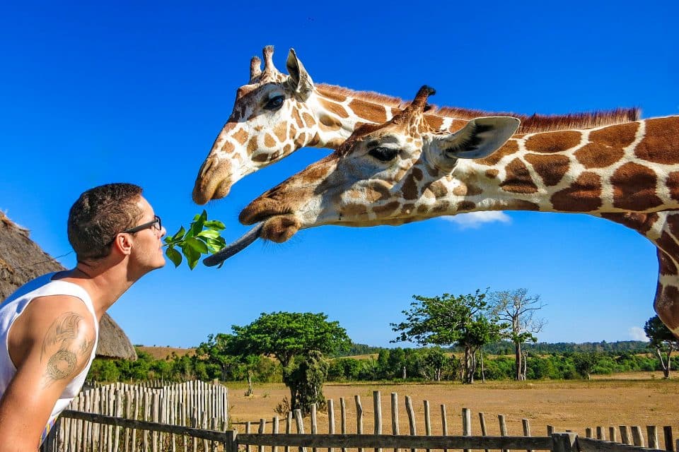 A man feeding giraffes