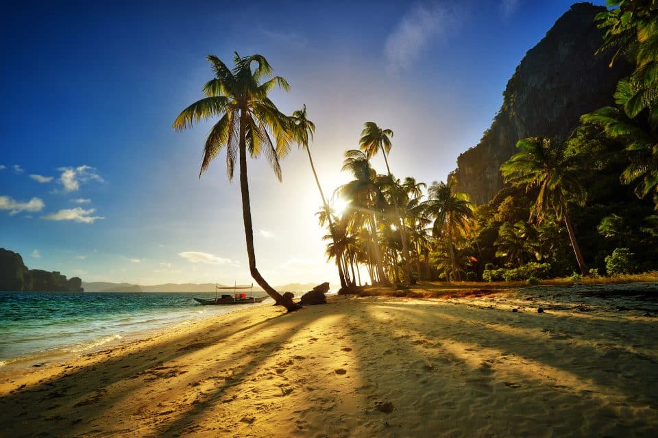 Palm trees on the beach at sunset