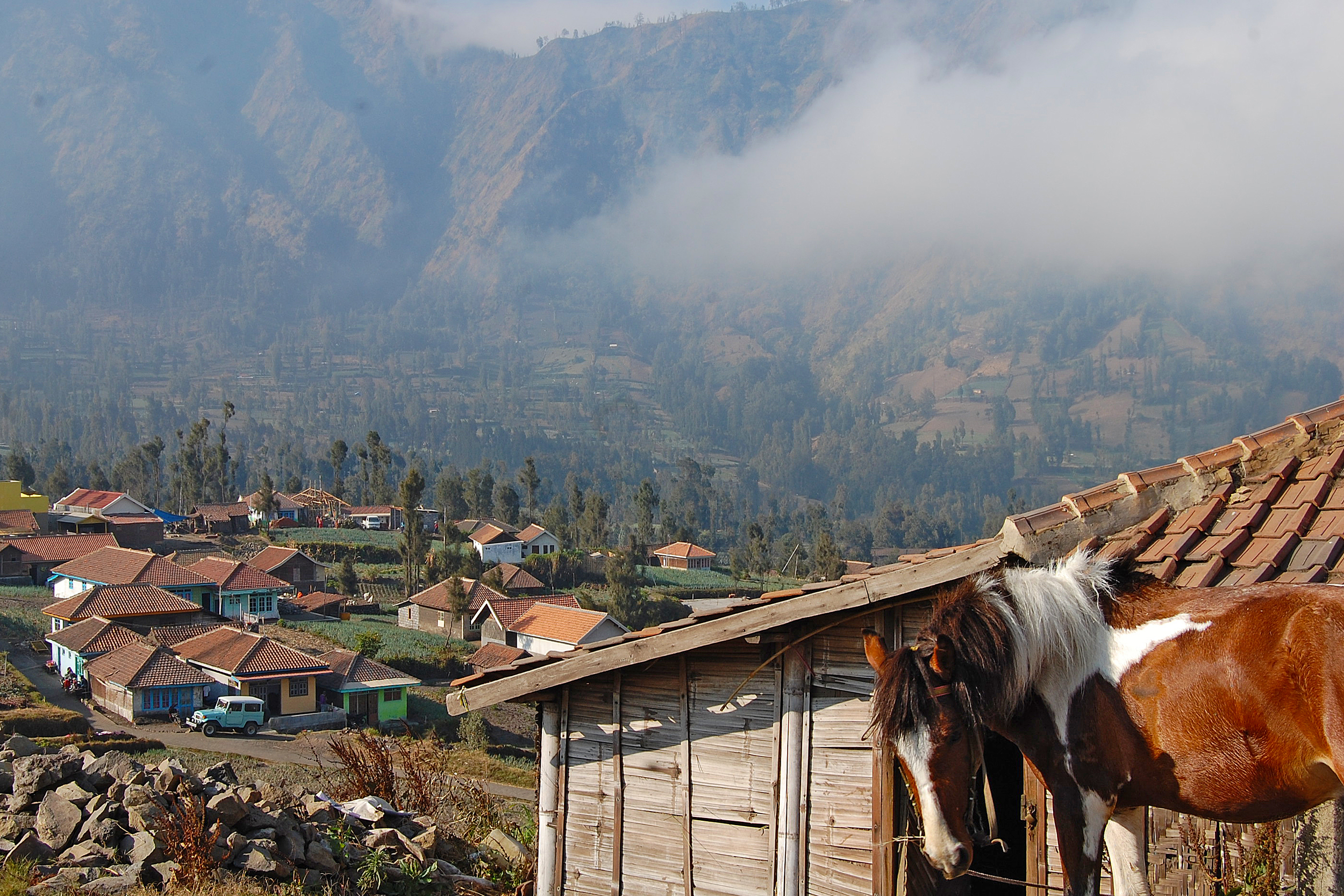 A horse among houses in the mountains