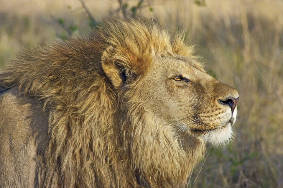 africa lion