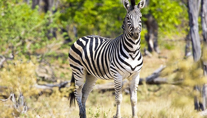 zebra africa oddysey