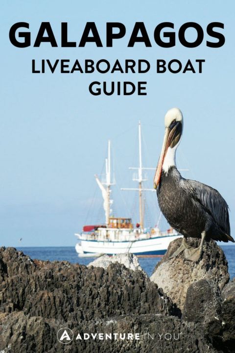 Galapagos Island | Planning a liveaboard trip? Click here to see our Galapagos Diving boat reviews and more. #galapagos