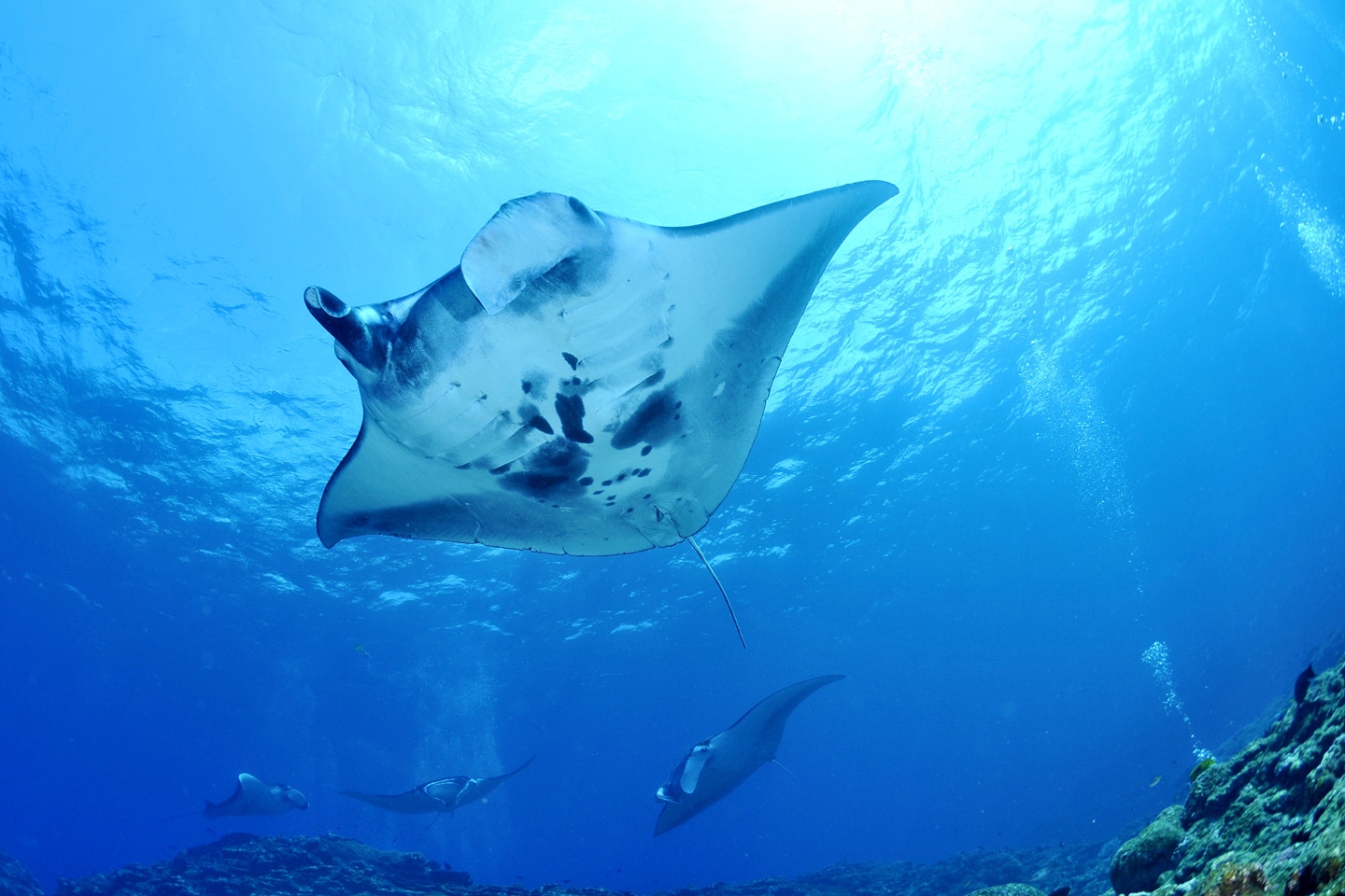 komodo liveaboard: manta ray sightings