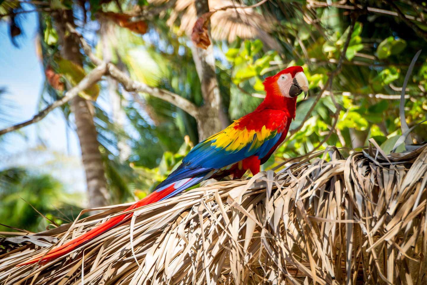 costa rica parrots
