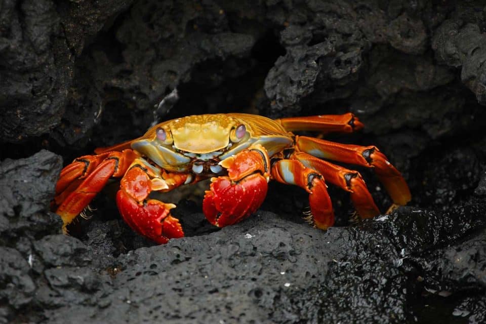 galapagos-crab