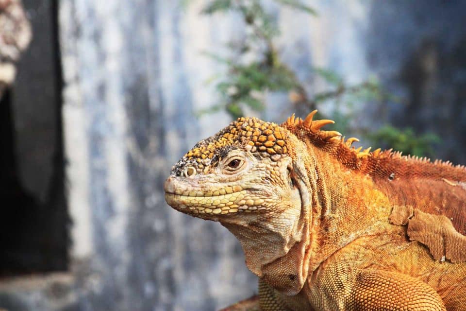 galapagos-iguana