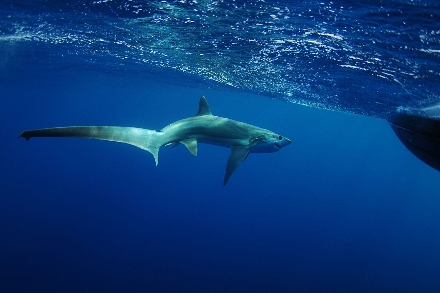 philippines-diving-thresher-shark