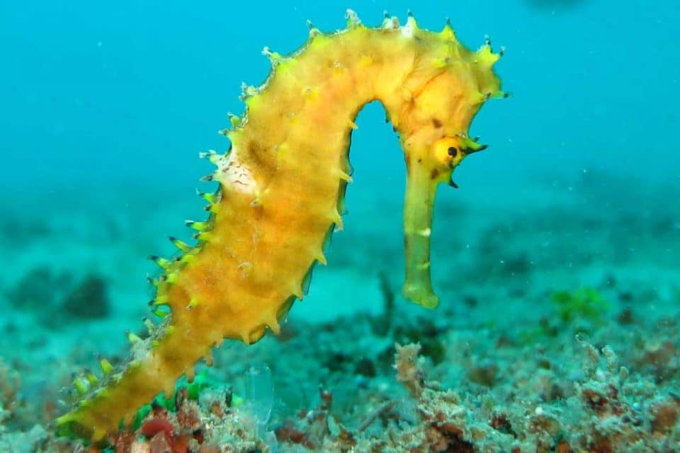 vietnam-diving-seahorse