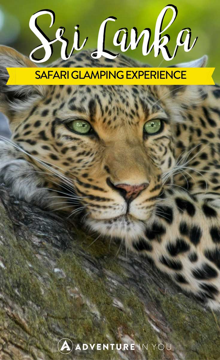 Sri Lanka | Looking for Sri Lanka safaris to go on? Read up about our experience in Wilppatu National Park when we worked with Leopard Trails on a once in a lifetime experience.