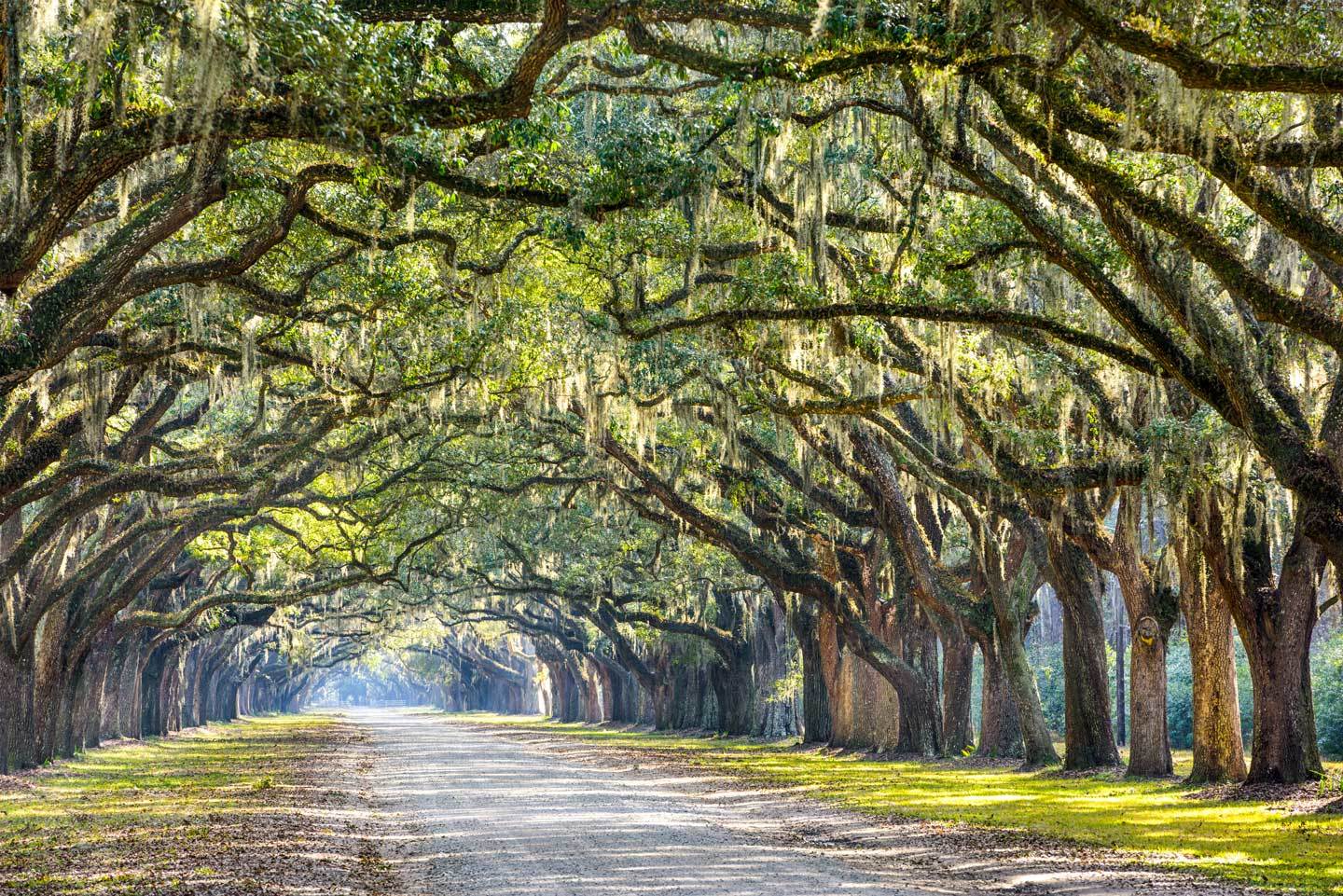 Savannah Georgia trees