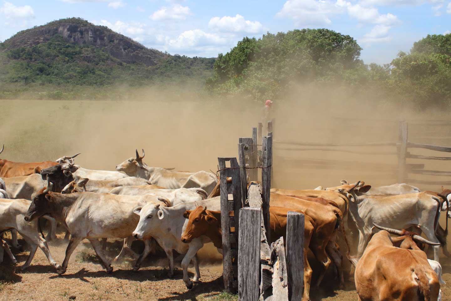 guyana ranch cattle