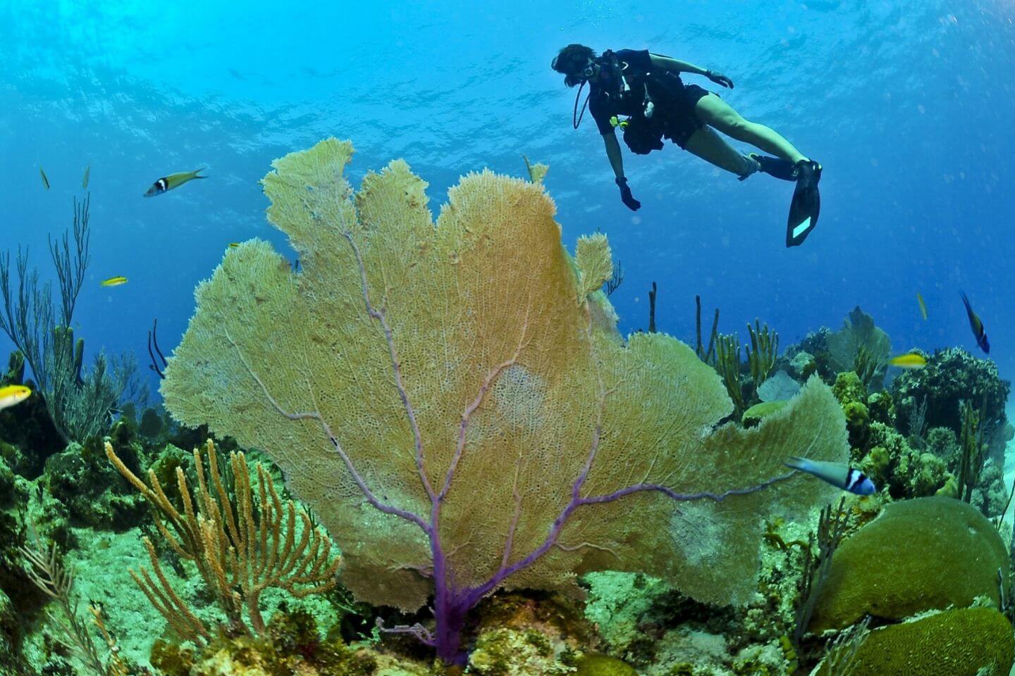best-diving-sites