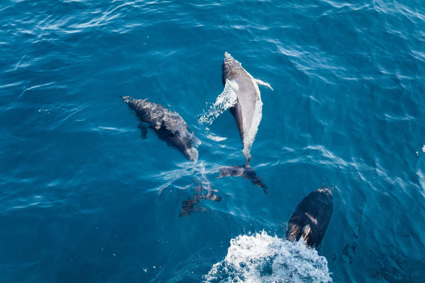 dolphins australia