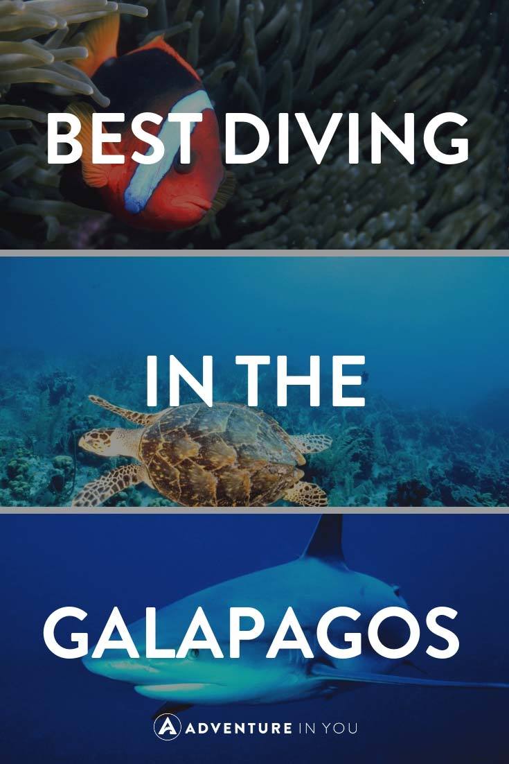 Galapagos Diving | Looking for information on diving in the Galapagos Islands? Check out our full guide featuring best dive sites, when to go, and more. #galapagosislands #galapagos